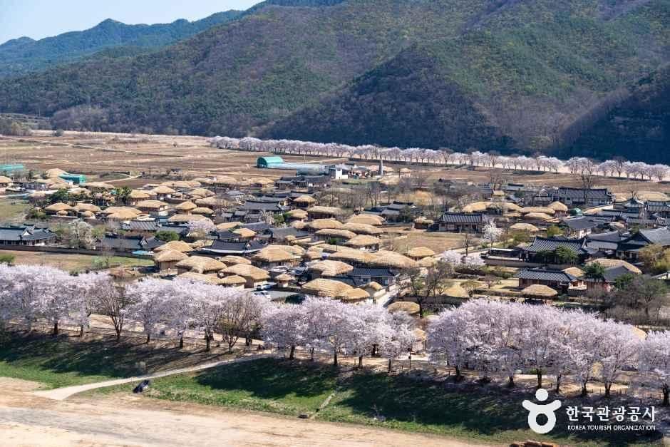 안동 하회마을 · 부석사 — 고택과 은행나무길